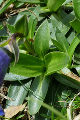 Gentiana clusii
