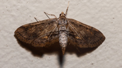 Parapoynx crisonalis