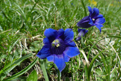 Gentiana clusii