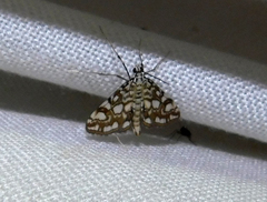 Elophila nymphaeata