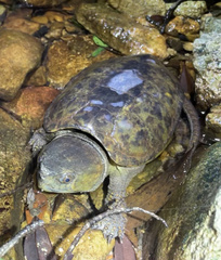 Platysternon megacephalum