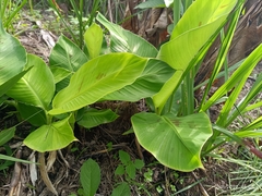 Calathea lutea