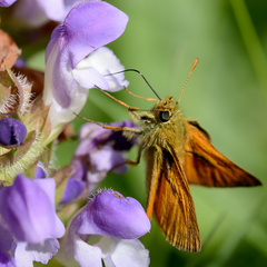 Ochlodes sylvanus