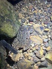 Quasipaa exilispinosa