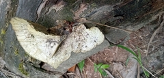 Trametes menziesii