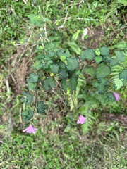 Urena procumbens