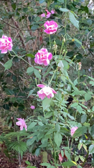 Rosa setigera