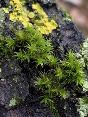 Orthotrichum anomalum