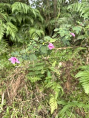 Urena procumbens