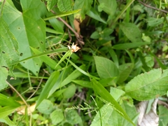 Rhynchospora nervosa