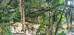 Urera caracasana