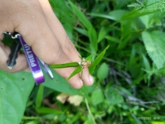 Rhynchospora nervosa