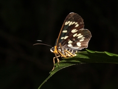 Ophthalmis milete