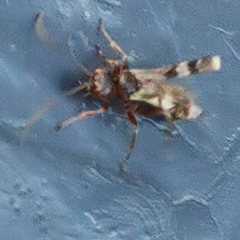 Phygadeuontinae