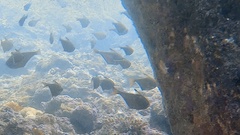 Pempheris vanicolensis