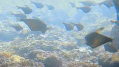 Pempheris vanicolensis