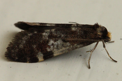 Lepidoscia lainodes