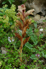 Orobanche alba