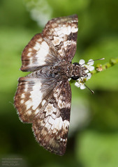 Chiomara georgina
