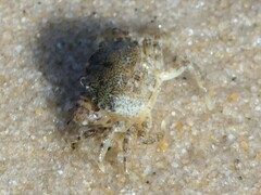 Rhithropanopeus harrisii