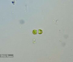 Ochrophyta