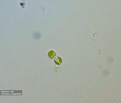 Ochrophyta