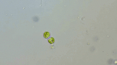 Ochrophyta