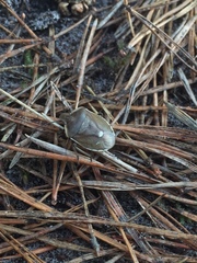 Chlorochroa pinicola