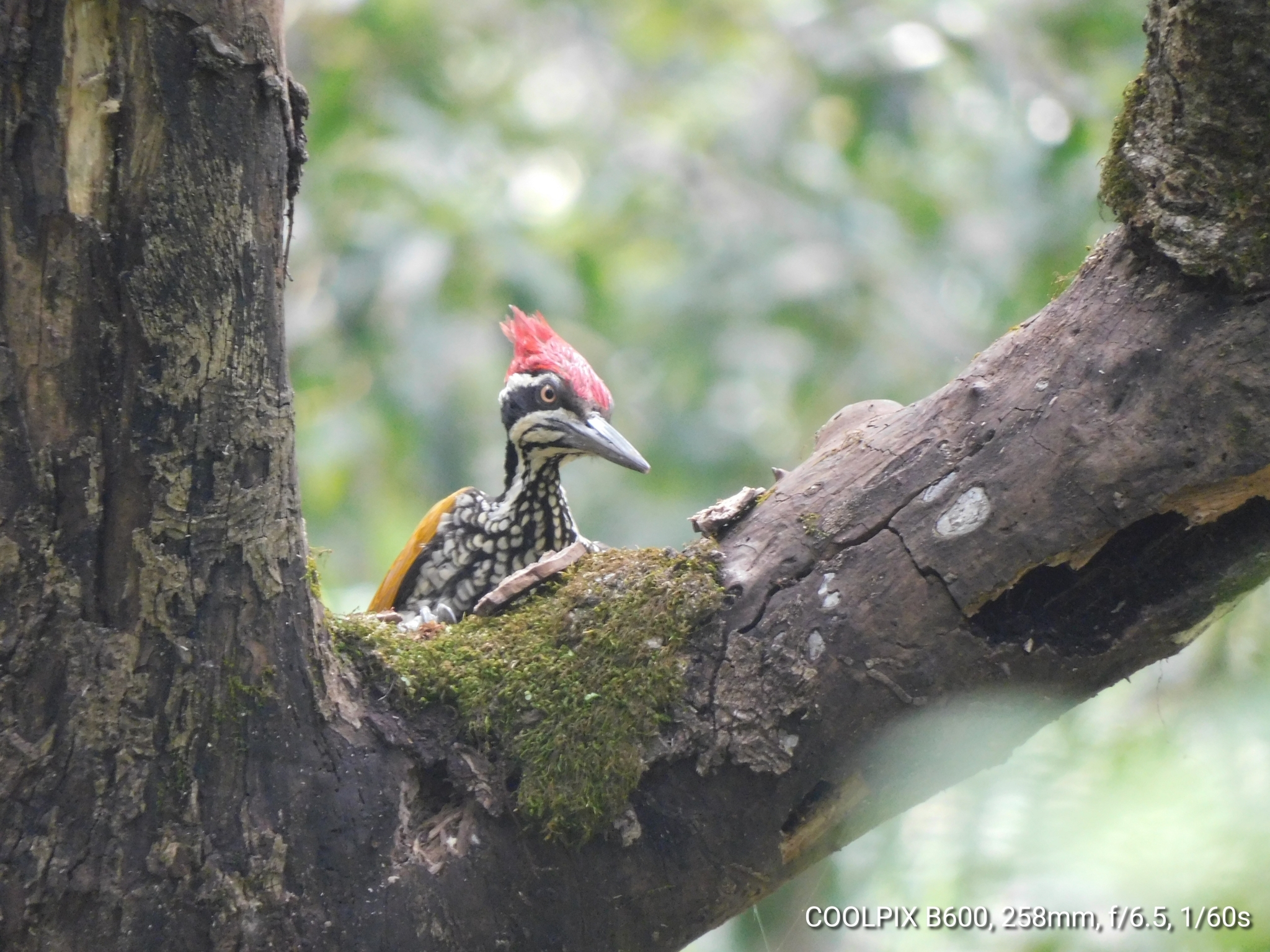 Greater Flameback