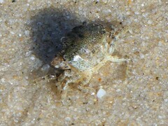 Rhithropanopeus harrisii