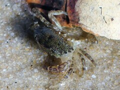 Rhithropanopeus harrisii