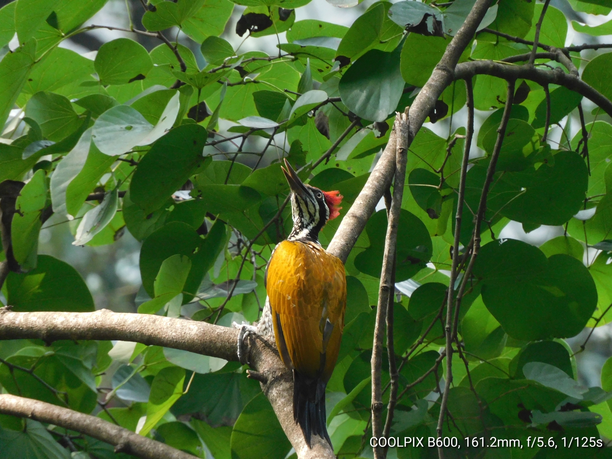 Greater Flameback