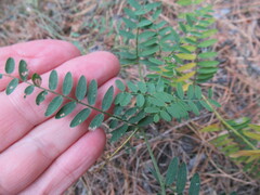 Vicia nervata