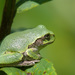 Gray Treefrog Complex - Photo (c) Matthew Drollinger, some rights reserved (CC BY-NC), uploaded by Matthew Drollinger