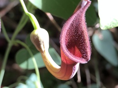 Aristolochia baetica
