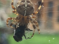Araneus diadematus