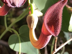 Aristolochia baetica