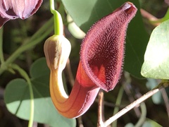 Aristolochia baetica