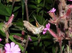 Proserpinus proserpina