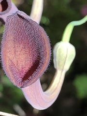 Aristolochia baetica