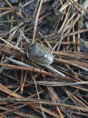 Chlorochroa pinicola