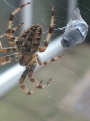 Araneus diadematus