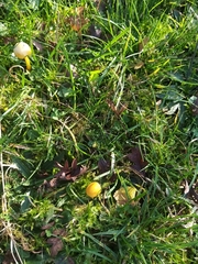 Gliophorus psittacinus