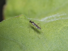 Tupiocoris cucurbitaceus