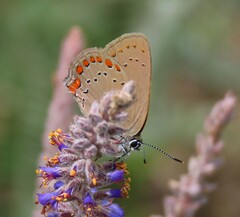 Satyrium titus