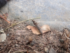 Ocypus aeneocephalus