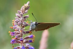 Satyrium titus