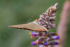 Satyrium titus