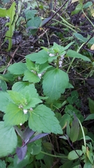 Lamium purpureum