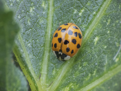 Harmonia axyridis